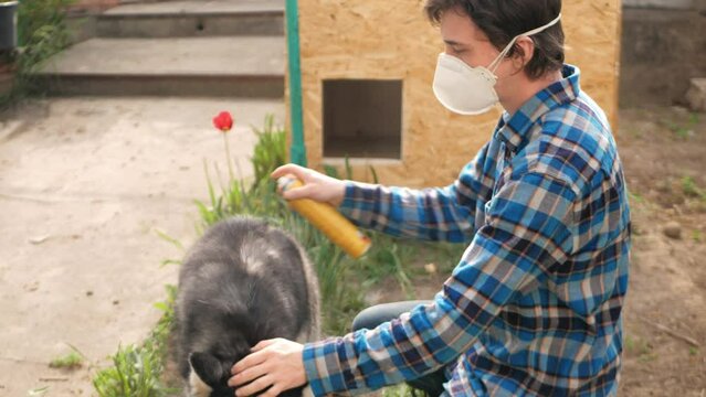 man treats dog with spray against fleas and ticks, outdoor, in a protective mask.
