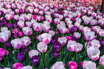 Flower bed with tulips in a garden