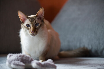 Balinesen Kater in seinem Zuhause