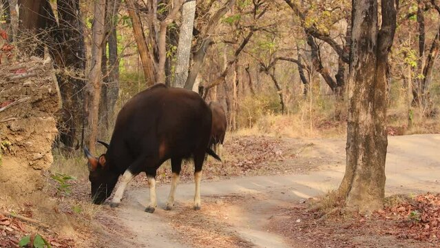 full shot of group or small herd of Gaur or Indian Bison or bos gaurus a roadblock by danger animal or beast head on eating grass from forest track of bandhavgarh national park madhya pradesh india