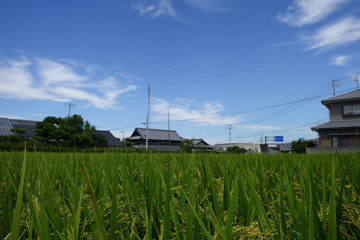 住宅街の隣の田んぼ
