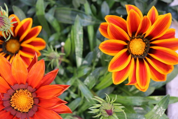 orange flowers in the garden
