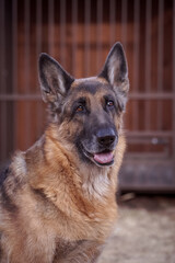 portrait of a German shepherd in close-up
