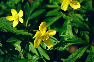 Fototapeta na wymiar The first spring flowers, yellow petaled wildflowers, wild flora is very vital, spring mood