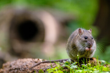 Bruine rat - Brown rat