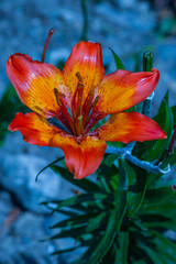 Lilium bulbiferum (family: Liliaceae. Western Alps). Common names: orange lily, fire lily, tiger lily.