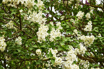 blooming white lilac bush in the garden in spring