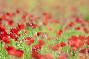Pradera con amapolas