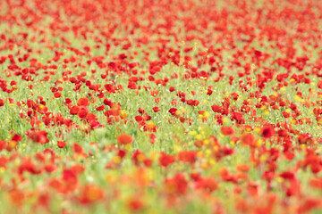 Pradera con amapolas