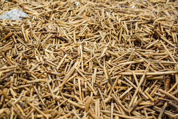 Lots of dry twigs of yellow grass