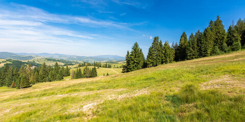 forested hills of carpathian mountains. beautiful nature scenery in afternoon light. panoramic view in to the distant rural valley. sunny weather with clouds on the sky