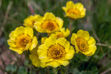  Renoncule des montagnes en été , massif du Queyras ! alpes