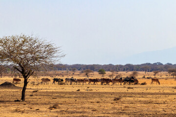Fototapeta na wymiar Herd of zebu cattles on a pasture in Tanzania