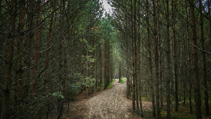 Dried up dense coniferous forest with a sandy path in the middle