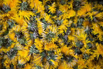 preparation of dandelion syrup or honey from fresh dandelions