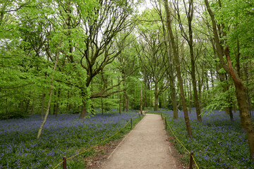Blue bells 