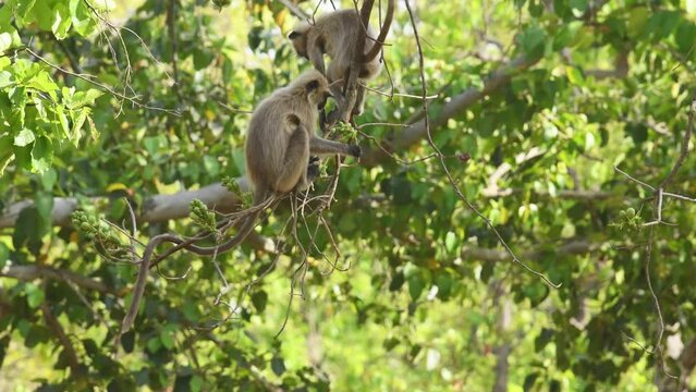 closeup shot of two Gray or Hanuman langurs or indian langur monkey hanging on branch eating fruits from tree in natural green background at bandhavgarh national park forest madhya pradesh India asia