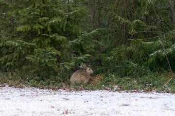 Nature, Forest, Hare, Rabbit, Rusak, Spring, Finland, North Karelia, North, Winter, Animals, Fluffy friend