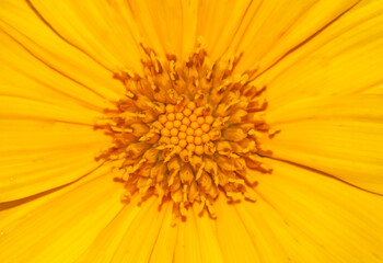 close up of yellow flower, abstract texture background