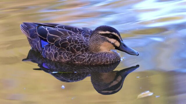 Beautiful Duck swimming in a pond in Parramatta park Sydney NSW Australia