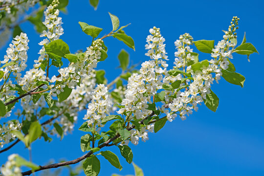 Bl&uuml;hende Gew&ouml;hnliche Traubenkirsche, Prunus padus