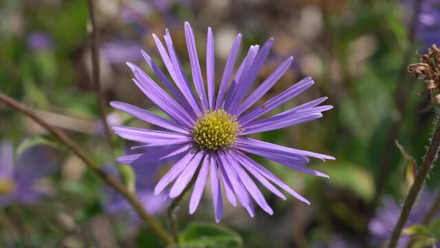 Aster peduncularis  a purple blue herbaceous summer autumn perennial flower plant commonly known as Michaelmas daisy, stock video footage clip