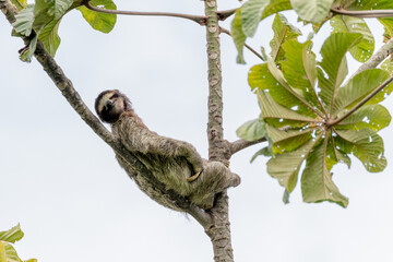 Sloth, paresseux, Panama