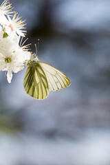 Motyl bielinek bytomkowiec na białych kwiatach - obrazy, fototapety, plakaty