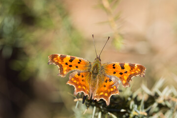 Motyl rusałka ceik wiosną na łące