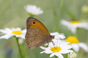 Motyl przestrojnik jurtina na rumianku