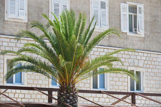 Vivid palm tree against the background of the building in europe