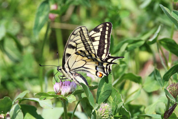 Obraz na płótnie Canvas Motyl paź królowej na letniej łące