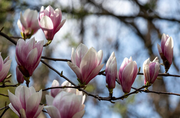 A branch of blooming magnolia on a light background