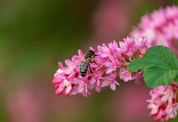 Obraz premium Pink flowers of blood currant on a spring day and a bee