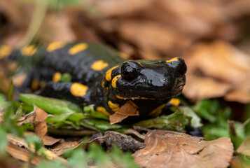 Close-up portrait of a spotted salamander among grasses
