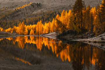 Fall sunrise on Lake Federa in the Italian Dolomites. Yellow larches create a unique atmosphere of this place.