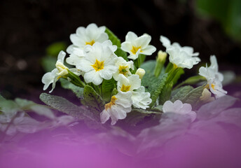 White primroses in the spring garden