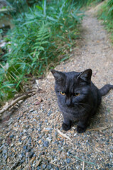 日本の森に暮らす可愛らしい佇まいの黒猫