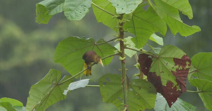 A oropendola bird is seen hopping around on a tropical tree with large green leaves in the rain, close up following shot
