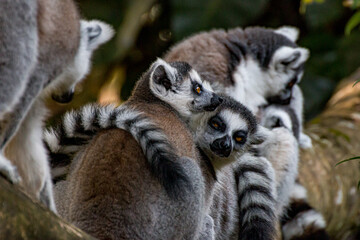 Fototapeta premium Lemurs hugging each other 