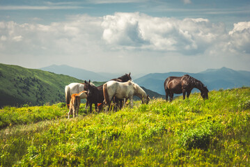 Fototapeta na wymiar Horses graze on clean meadows.