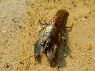 Tiere
