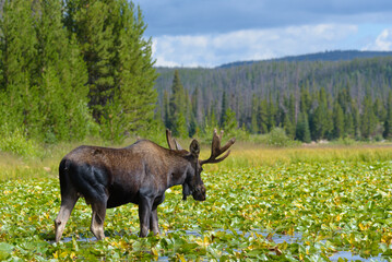 Bull moose in a Colorado mountain lily pad filled lake.