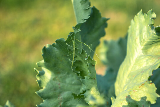 Two stick insects in full activity, in poppy leaves.../Deux phasmes en pleine activit&eacute;, dans des feuilles de pavot...