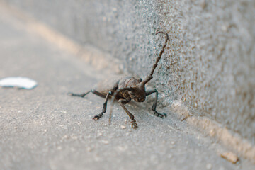 The insect, the little capricorn/L'insecte, le petit capricorne