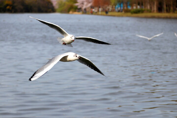 湖の上を飛び交う複数のゆりかもめ