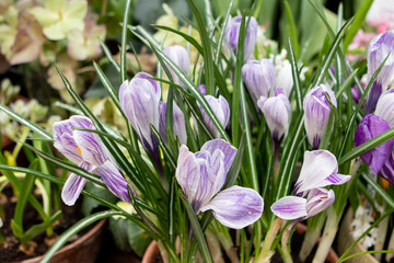 purple crocus flowers in the garden in spring