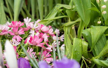Spring seedling flowers in the pots in the garden