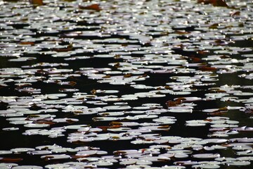 池　日本の風景　滋賀県　　蓮　ハス　ハスの葉　lotus