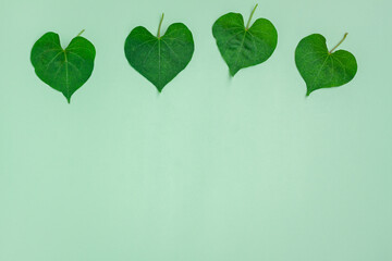 Green leaves heart shape of Ipomoea obscura plant on green background 